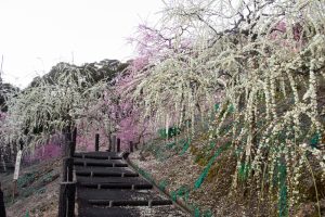 大縣神社、梅園、2月の春の花、愛知県犬山市の観光・撮影スポットの画像と写真