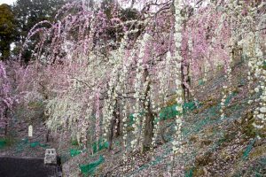 大縣神社、梅園、2月の春の花、愛知県犬山市の観光・撮影スポットの画像と写真