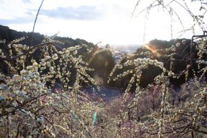 大縣神社、梅園、2月の春の花、愛知県犬山市の観光・撮影スポットの画像と写真