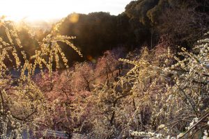 大縣神社、梅園、2月の春の花、愛知県犬山市の観光・撮影スポットの画像と写真