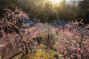 大縣神社、梅園、2月の春の花、愛知県犬山市の観光・撮影スポットの画像と写真