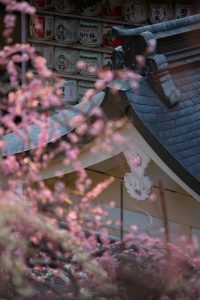 大縣神社、梅園、2月の春の花、愛知県犬山市の観光・撮影スポットの画像と写真