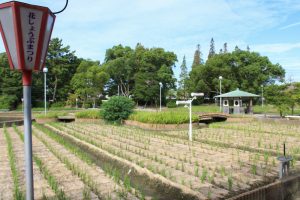 油ヶ淵水辺公園・水生花園、2019年9月の秋の花、愛知県碧南市の観光・撮影スポットの画像と写真