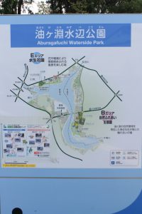 油ヶ淵油ヶ淵水辺公園・水生花園、2019年9月の秋の花、愛知県碧南市の観光・撮影スポットの画像と写真