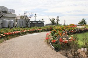 油ヶ淵水辺公園・水生花園、2019年9月の秋の花、愛知県碧南市の観光・撮影スポットの画像と写真