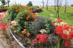 油ヶ淵水辺公園・水生花園、2019年9月の秋の花、愛知県碧南市の観光・撮影スポットの画像と写真
