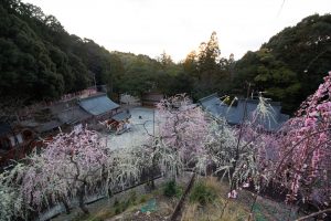 大縣神社、梅園、2月の春の花、愛知県犬山市の観光・撮影スポットの画像と写真