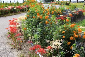 油ヶ淵水辺公園・水生花園、2019年9月の秋の花、愛知県碧南市の観光・撮影スポットの画像と写真