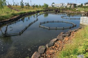 油ヶ淵水辺公園・水生花園、2019年9月の秋の花、愛知県碧南市の観光・撮影スポットの画像と写真