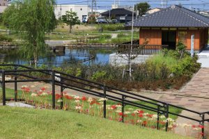 油ヶ淵水辺公園・水生花園、2019年9月の秋の花、愛知県碧南市の観光・撮影スポットの画像と写真