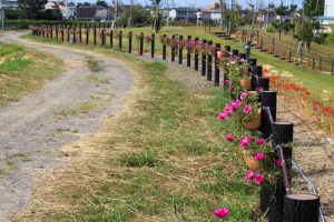 油ヶ淵水辺公園・水生花園、2019年9月の秋の花、愛知県碧南市の観光・撮影スポットの画像と写真