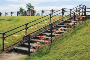 油ヶ淵水辺公園・水生花園、2019年9月の秋の花、愛知県碧南市の観光・撮影スポットの画像と写真