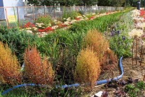油ヶ淵水辺公園・水生花園、2019年9月の秋の花、愛知県碧南市の観光・撮影スポットの画像と写真