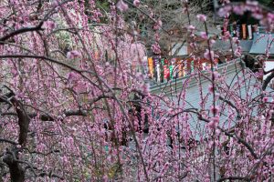 大縣神社、梅園、2月の春の花、愛知県犬山市の観光・撮影スポットの画像と写真