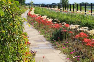 油ヶ淵水辺公園・水生花園、2019年9月の秋の花、愛知県碧南市の観光・撮影スポットの画像と写真