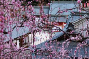 大縣神社、梅園、2月の春の花、愛知県犬山市の観光・撮影スポットの画像と写真