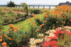 油ヶ淵水辺公園・水生花園、2019年9月の秋の花、愛知県碧南市の観光・撮影スポットの画像と写真