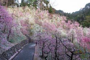 大縣神社、梅園、2月の春の花、愛知県犬山市の観光・撮影スポットの画像と写真