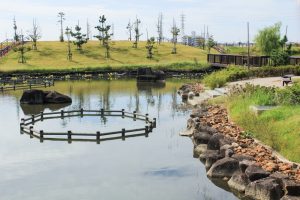 油ヶ淵水辺公園・水生花園、2019年9月の秋の花、愛知県碧南市の観光・撮影スポットの画像と写真