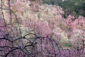 大縣神社、梅園、2月の春の花、愛知県犬山市の観光・撮影スポットの画像と写真