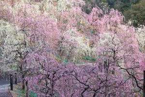 大縣神社、梅園、2月の春の花、愛知県犬山市の観光・撮影スポットの画像と写真