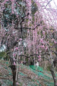 大縣神社、梅園、2月の春の花、愛知県犬山市の観光・撮影スポットの画像と写真