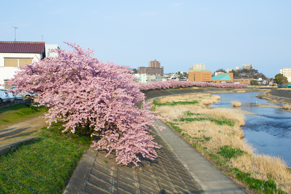 乙川、河津桜、3月の春の花、愛知県岡崎市の観光・撮影スポットの画像と写真