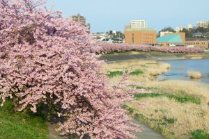 乙川、河津桜、3月の春の花、愛知県岡崎市の観光・撮影スポットの画像と写真