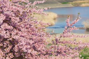 乙川、河津桜、3月の春の花、愛知県岡崎市の観光・撮影スポットの画像と写真