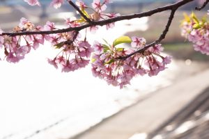 乙川、河津桜、3月の春の花、愛知県岡崎市の観光・撮影スポットの画像と写真