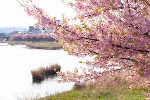 乙川、河津桜、3月の春の花、愛知県岡崎市の観光・撮影スポットの画像と写真