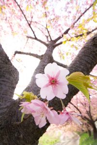 乙川、河津桜、3月の春の花、愛知県岡崎市の観光・撮影スポットの画像と写真乙川、河津桜、3月の春の花、愛知県岡崎市の観光・撮影スポットの画像と写真