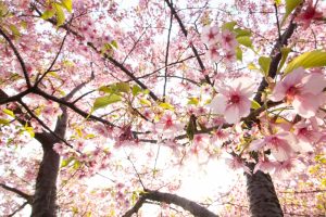 乙川、河津桜、3月の春の花、愛知県岡崎市の観光・撮影スポットの画像と写真