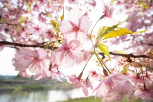 乙川、河津桜、3月の春の花、愛知県岡崎市の観光・撮影スポットの画像と写真