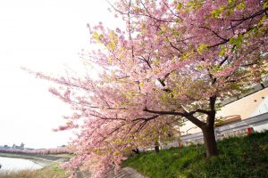 乙川、河津桜、3月の春の花、愛知県岡崎市の観光・撮影スポットの画像と写真
