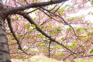 乙川、河津桜、3月の春の花、愛知県岡崎市の観光・撮影スポットの画像と写真乙川、河津桜、3月の春の花、愛知県岡崎市の観光・撮影スポットの画像と写真