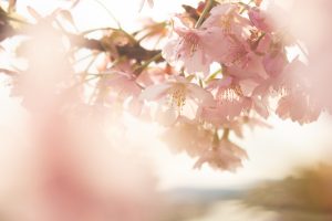 乙川、河津桜、3月の春の花、愛知県岡崎市の観光・撮影スポットの画像と写真