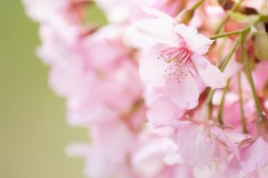 乙川、河津桜、3月の春の花、愛知県岡崎市の観光・撮影スポットの画像と写真
