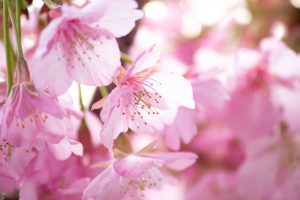 乙川、河津桜、3月の春の花、愛知県岡崎市の観光・撮影スポットの画像と写真