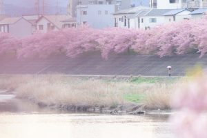 乙川、河津桜、3月の春の花、愛知県岡崎市の観光・撮影スポットの画像と写真