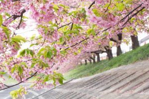 乙川、河津桜、3月の春の花、愛知県岡崎市の観光・撮影スポットの画像と写真