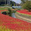 逢妻女川、彼岸花、9月の秋の花、愛知県豊田市の観光・撮影スポットの画像と写真