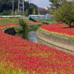 逢妻女川、彼岸花、9月の秋の花、愛知県豊田市の観光・撮影スポットの画像と写真