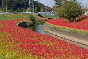 逢妻女川、彼岸花、9月の秋の花、愛知県豊田市の観光・撮影スポットの画像と写真