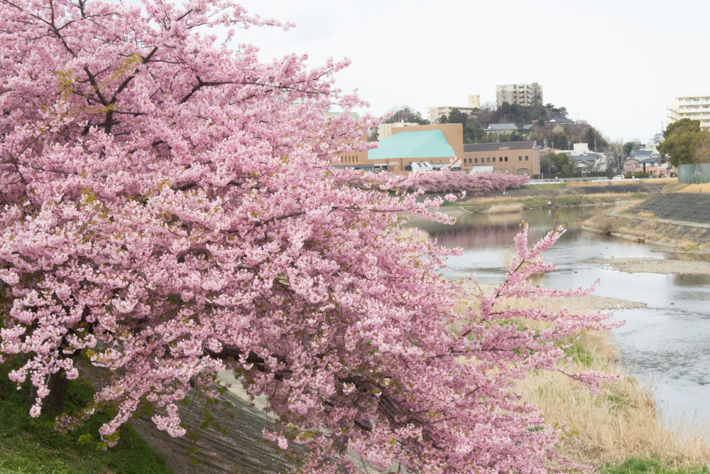 乙川、河津桜、3月の春の花、愛知県岡崎市の観光・撮影スポットの画像と写真