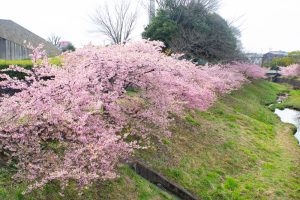 加茂川公園、河津桜、3月の春の花、愛知県豊田市の観光・撮影スポットの画像と写真