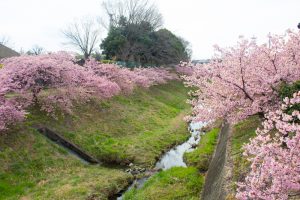 加茂川公園、河津桜、3月の春の花、愛知県豊田市の観光・撮影スポットの画像と写真