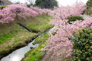 加茂川公園、河津桜、3月の春の花、愛知県豊田市の観光・撮影スポットの画像と写真