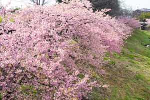 加茂川公園、河津桜、3月の春の花、愛知県豊田市の観光・撮影スポットの画像と写真