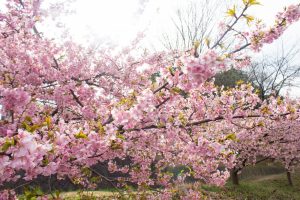 加茂川公園、河津桜、3月の春の花、愛知県豊田市の観光・撮影スポットの画像と写真